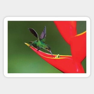 Fiery Throated Hummingbird  Feeding On Red Wildflower Sticker